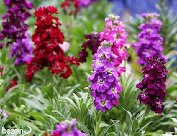 تصویر 5 از فروش گل شب بو باغچه ای + قیمت خرید به صرفه